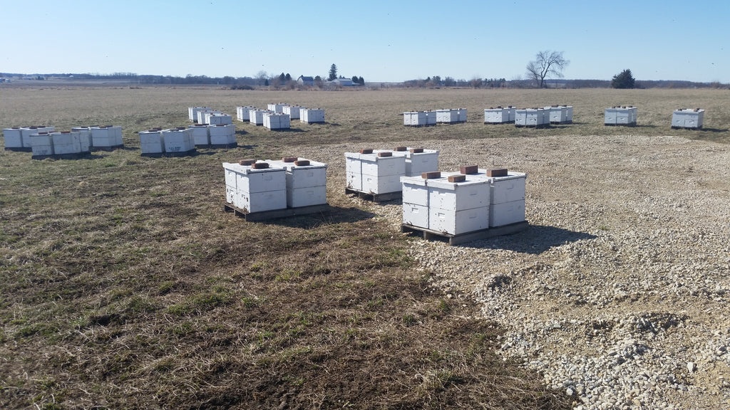 Holding yard bees