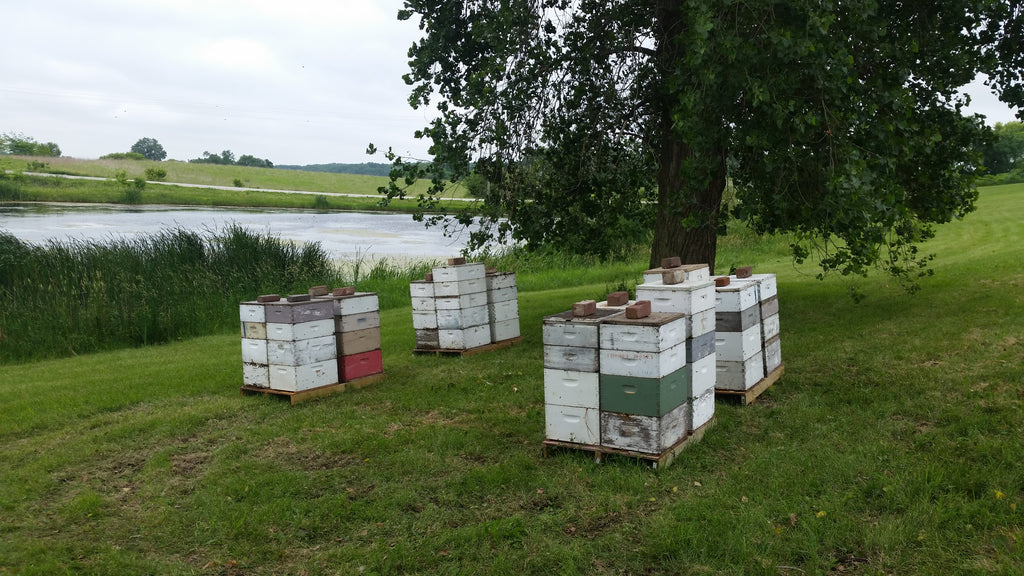 Duck pond bees