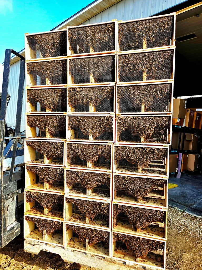 Beeswax-Containers-Queen-Bees-Local-Iowa-Honey-Pollen-Package Bees-Nuc