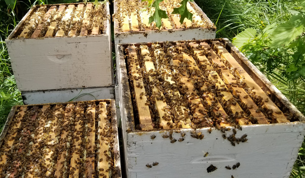 HoneyBoxes_7.5.2019 (2)