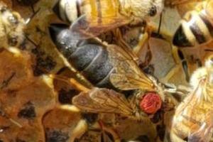 Ebert-Honey-Iowa-Queen-Bees-Collection-Carniolan-Queen-Bee-crop_300x