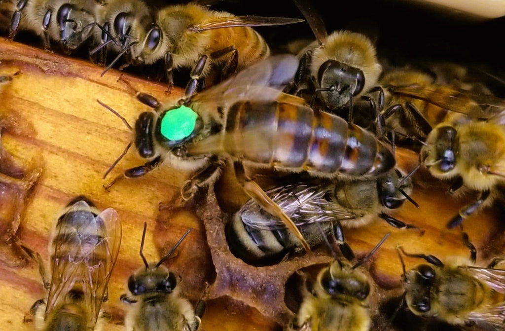 Carniolan Queen Bee: Mated and Marked